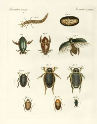Strani coleotteri acquatici