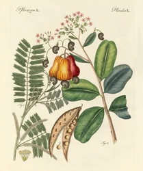 Alberi strani
