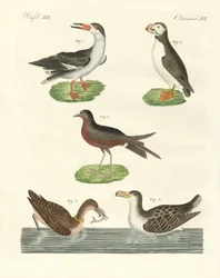 Uccelli acquatici strani