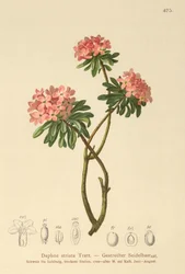 Daphne striata