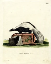 Puzzola striata