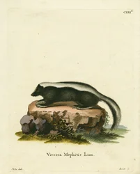 Moffetta striata