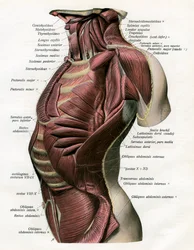 Studio dei muscoli del torso e del collo umano