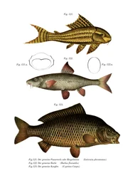Pesce gatto ventosa