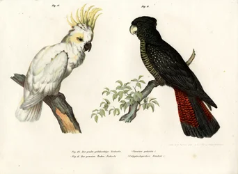 Cacatua dal ciuffo giallo, 1864
