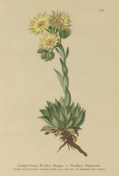 Semprevivo del sole (Sempervivum Wulfenii)