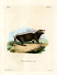 Tasso puzzola di Sunda