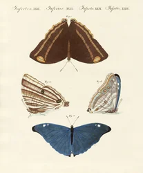 Farfalle del Suriname