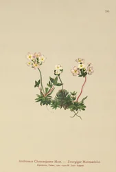 Androsace chamaejasme (Androsace Chamaejasme)