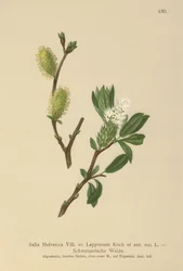 Salix Helvetica, Salix Lapponum