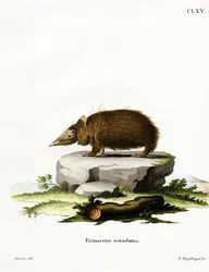 Tenrec senza coda