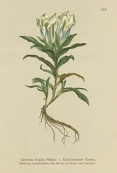 Genziana dei Tauri (Gentiana frigida)