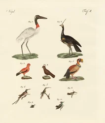 Dieci uccelli americani