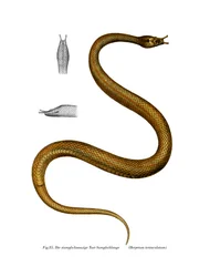 Serpente tentacolo