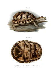 Terrapene