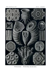 Tetracoralli