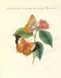 La farfalla diurna di Bernard della Cina