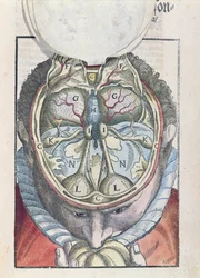 Il cervello, da Ophthalmodouleia di Georg Bartisch (1535-1636) pubblicato a Dresda nel 1583 (xilografia colorata)