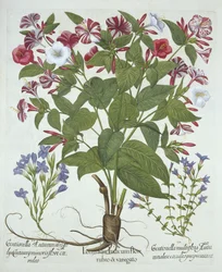Meraviglia del Perù e due varietà di genziana, da Hortus Eystettensis, di Basil Besler, pub. 1613