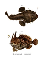 La rana pescatrice