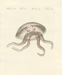 La medusa aurita