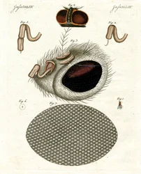 La testa di una mosca