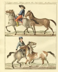 Il cavallo con i suoi diversi tipi