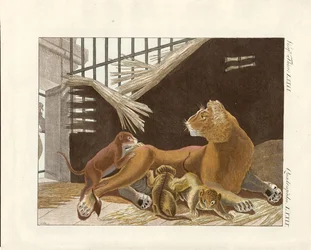 La leonessa e i suoi cuccioli