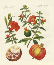 Il melograno