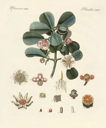 La clusia rosa