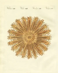 La stella marina a forma di riccio di mare