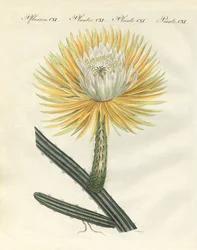 Il magnifico torchio a fiori grandi