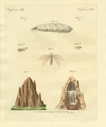Le termiti
