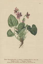 Viola Thomasiana