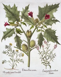 Stramonio, germander e linaria purpurea, da Hortus Eystettensis, di Basil Besler, pub. 1613