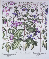 Tre tipi di clematide, da Hortus Eystettensis, di Basil Besler, pub. 1613