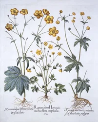 Tre varietà di Ranuncolo, da Hortus Eystettensis, di Basil Besler, pub. 1613