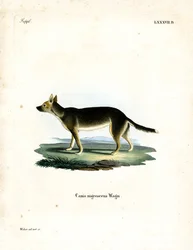 Cane tibetano