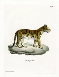 Tigre