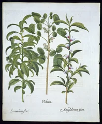 Pistacchio, Alloro (Laurus Nobilis) e Mandorlo, tavola 6 da Hortus Eystettensis di Basil Besler (1561-1629) pubblicato nel 1613