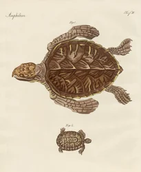 Tartarughe