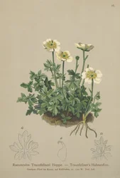 Ranuncolo di Traunfellner (Ranunculus traunfellneri)