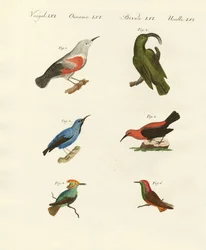 Rampichini e colibrì