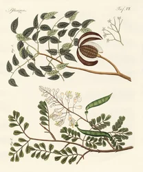 Alberi dei paesi caldi