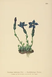 Genziana del Triglav (Gentiana terglouensis, Gentiana imbricata)