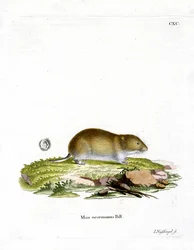 Arvicola della Tundra
