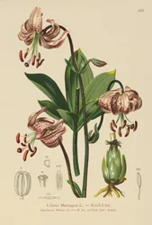 Lilium Martagon