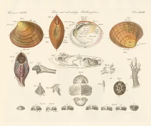 Gusci di conchiglie bivalvi e più valvi o cozze