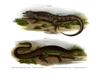 Neusticurus bifronte