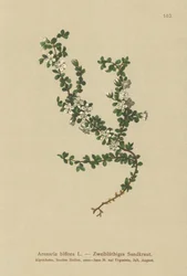 Arenaria biflora